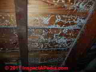 Photo of green  mold on tongue and groove roof sheathing, attic view(C) Daniel Friedman