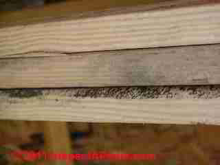 Photo of cosmetic  mold on new construction framing lumber - barn framing  (C) Daniel Friedman