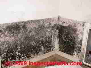 Black mold on a building interior wall (C) Daniel Friedman