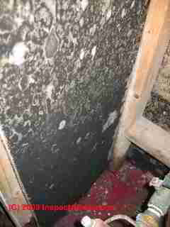 Black mold on drywall (C) Daniel Friedman