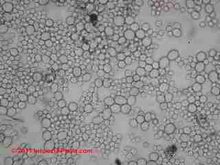 Aspergillus on moldy books (C) Daniel Friedman