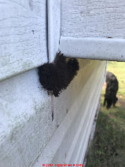 Brown furry Stemoniitis-like mold growing out of opening at vinyl siding (C) InspectApedia.com Trish