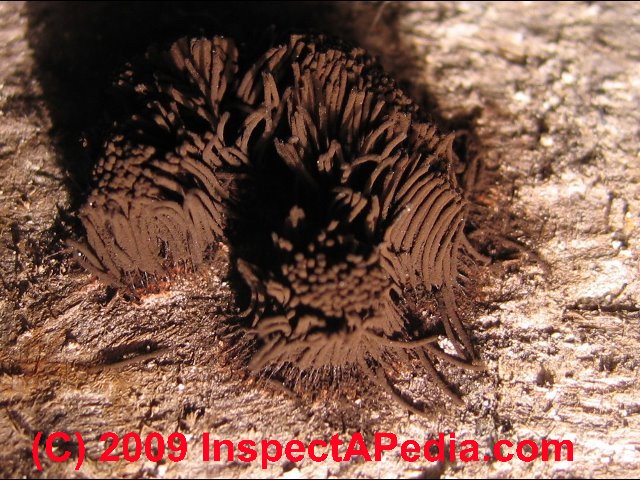 Black Hairy Mold 19