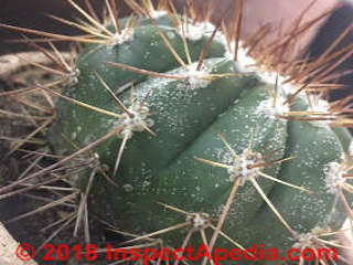 White fluffy and barnaclie like gowths on cactus including Melocactus diamantinus (C) InspctApedia.com Pedram Clash