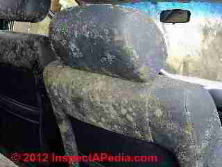 Car mold severe, beyond cleaning (C) Daniel Friedman