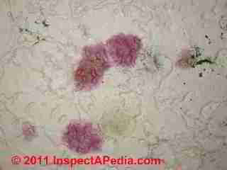Photo of mold on asbestos-containing ceiling tiles (C) Daniel Friedman