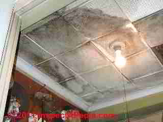 Photo of mold on acoustic ceiling (C) Daniel Friedman