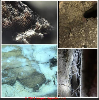 Algae & mold & other debris in shower & bath (C) InspectApedia Lin