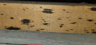 Black on wooden beams (C) InspectApedia.com Dragos
