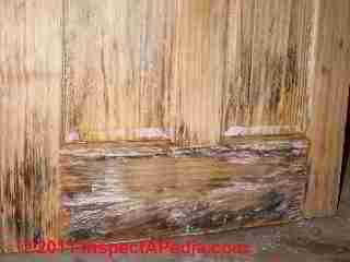 Photo of mold on a solid wood six panel pine door (C) Daniel Friedman