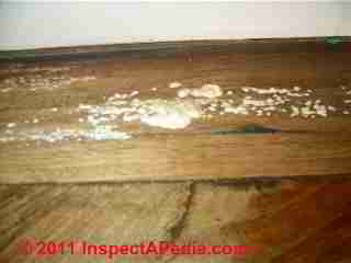 White mold on wood flooring (C) Daniel Friedman