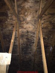 Black mold on plywood in garage roof / attic sheathing (C) InspectApedia.com Paul