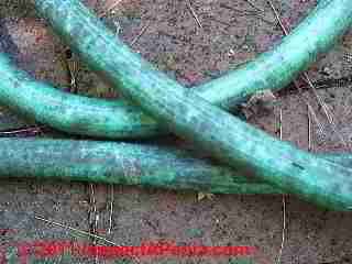 Photo of mold on a garden hose (C) Daniel Friedman