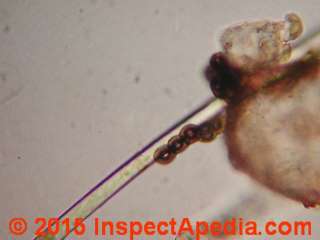 Mold growth on an individual fiber in fiberglass insulation (C) Daniel Friedman