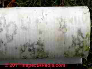 Mold growth on fiberglass insulation batt coverl (C) Daniel Friedman