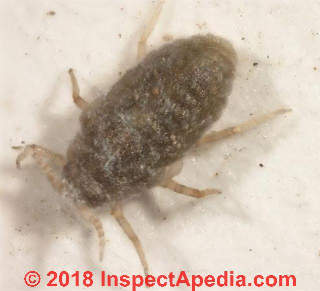 Mealybug found on white infested cactus in Iran (C) InspectApedia.com  Pedram