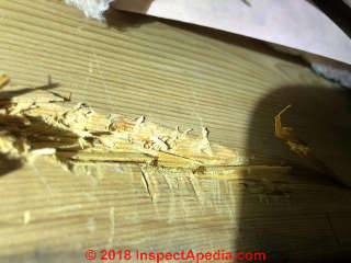 Mechanical damage to wood, not mold growth (C) InspectApedia.com Agbayaa