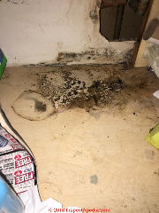 Mold growth and contamination due to leaks under a kitchen sink (C) InspectApedia.com Sean