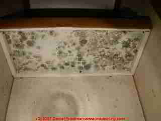 Photograph of moldy pantry shelf.