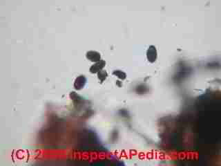 Bleached Stachybotrys spores (C) Daniel Friedman