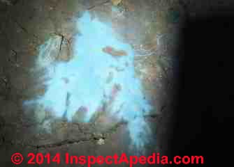 Mold fungi growing on dirt in a crawl space (C) InspectApedia GE