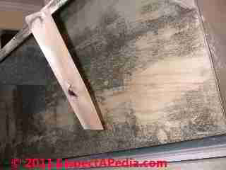 Mold on wood floor framing and cross bracing; 