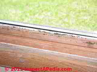 Photo of mold on wood window sash  (C) Daniel Friedman