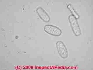 Mildew spores (C) Daniel Friedman