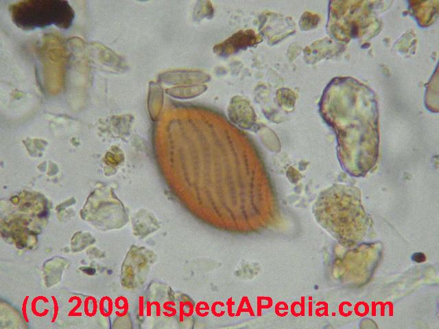 How Much Do Mold Inspections Cost