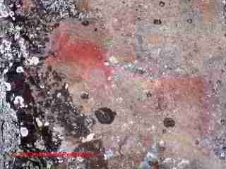 Lichens around pictograpy Quetico canoe area (C) Daniel Friedman