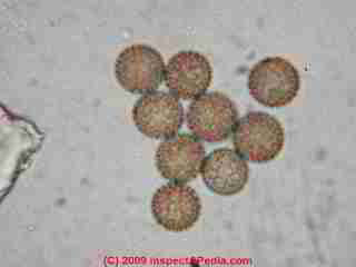 Photographs of spores of smut spores © Daniel Friedman 2001