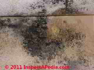 Photo of mold on  wallpaper (C) Daniel Friedman