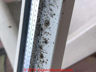 Mold growthg on vinyl-covered window frame or muntin (C) InspectApedia.com T