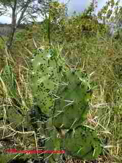 Photo of mold on Nopal cactus, la Yerbabuena, Colima, Mexico  (C) Daniel Friedman