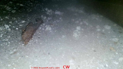 Inspecting in ceiling, floor, wall cavities fdor odor sources like mouse or rat fecals, urine, or dead animals (C) InspectApedia.com Widmer