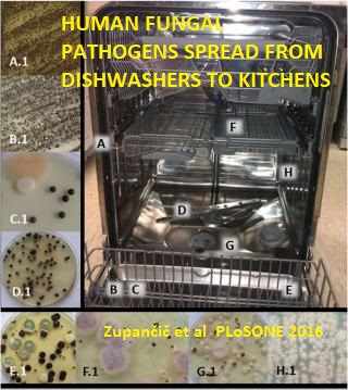 The Black Yeast Exophiala dermatitidis and Other Selected Opportunistic Human Fungal Pathogens Spread from Dishwashers to Kitchens  at InspectApedia.com 2018