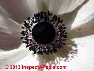 de Caen variety Anemone flowers and their pollen (C) Daniel Friedman