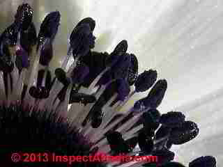 de Caen variety Anemone flowers and their pollen (C) Daniel Friedman