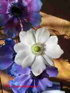 de Caen variety Anemone flowers and their pollen (C) Daniel Friedman