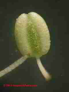 de Caen variety Anemone flowers and their pollen (C) Daniel Friedman