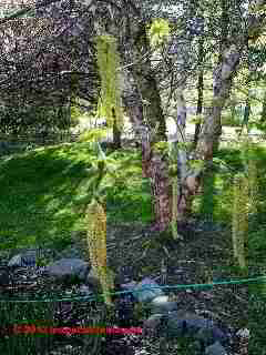 River birch tree & pollen photograph series (C) 2013 Daniel Friedman