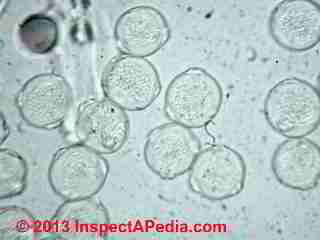 River birch pollen (C) Daniel Friedman 2013