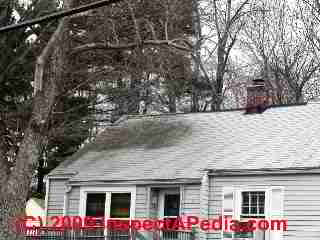 Roof stain or lichens or moss caused by trees (C) Daniel Friedman