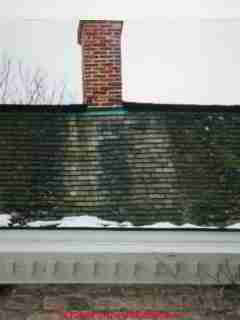 Moss on a wood shingle roof (C) Daniel Friedman