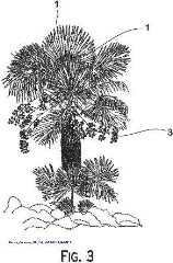 Palm thatch preparation illustrated by Armando_Garcia_US7900415_B2