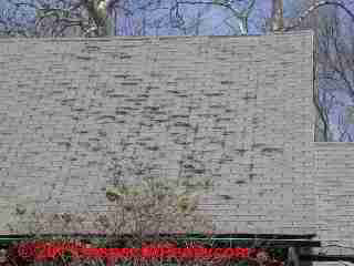 roof loss shingle granules granule asphalt shingles mineral normal roofing lose aging occurs due inspectapedia