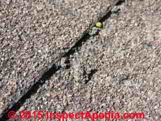 Dead moss on a roof treated with Corey's Moss B Ware product (C) Daniel Friedman