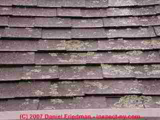 Photograph of lichens growth on asphalt shingles