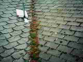 Photograph of mossy growth on a worn out asphalt shingle roof