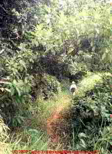 Photo of our vegetable garden in Costa Rica.